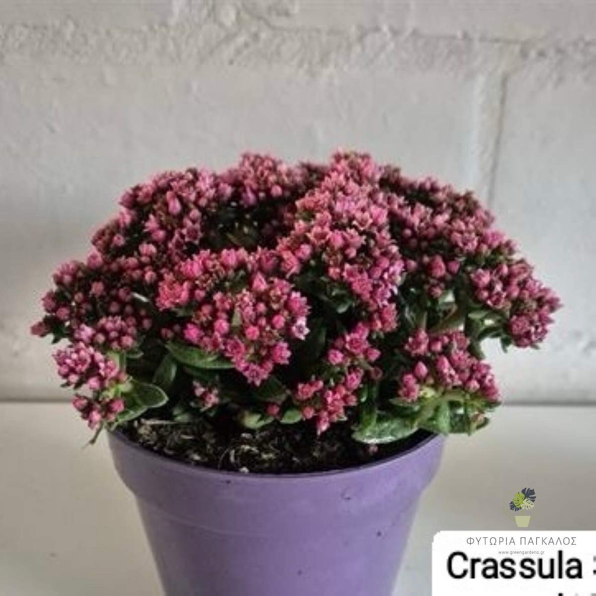 Crassula ‘Schmidtii’ | Ανθοφόρο Παχύφυτο με Ροζ Άνθη - 1